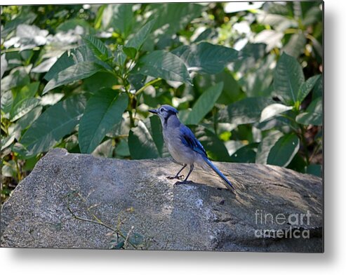 Blue Jay Metal Print featuring the photograph Curious Cutie by Dani McEvoy