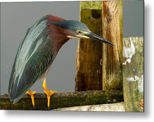 Nature Metal Print featuring the photograph Curious Green Heron by Arthur Dodd