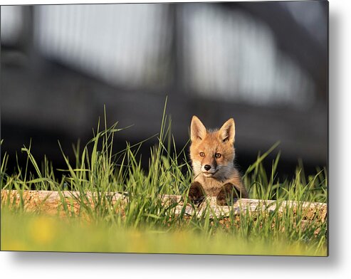 Red Fox Metal Print featuring the photograph Curious Innocence by Everet Regal