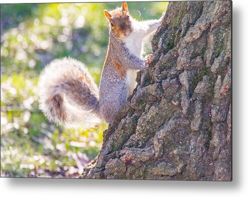 Animal Metal Print featuring the photograph Curious Squirrel by SR Green