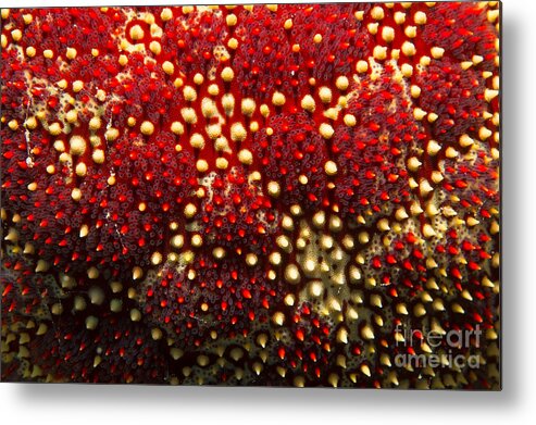 Cushion Sea Star Metal Print featuring the photograph Cushion Star Detail by Aaron Whittemore
