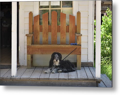 Dog Metal Print featuring the photograph Custer Porch Puppy 2 by Richard J Cassato