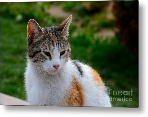 Cat Metal Print featuring the photograph Cute grey white and orange cat poses and gazes by Imran Ahmed