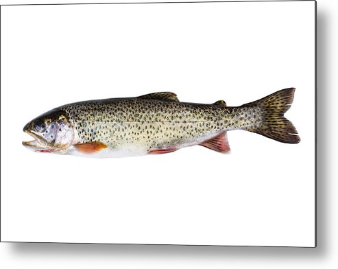 Trout Metal Print featuring the photograph Cutthroat Trout in Perfect Condition on white background by Thomas Baker