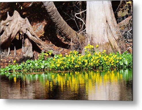 Cypress And Flower Reflections Metal Print featuring the photograph Cypress and Flower Reflections by Warren Thompson