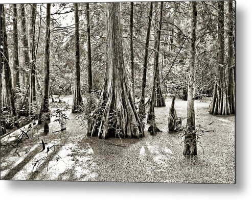 Cypress Trees Metal Print featuring the photograph Cypress Evening by Scott Pellegrin