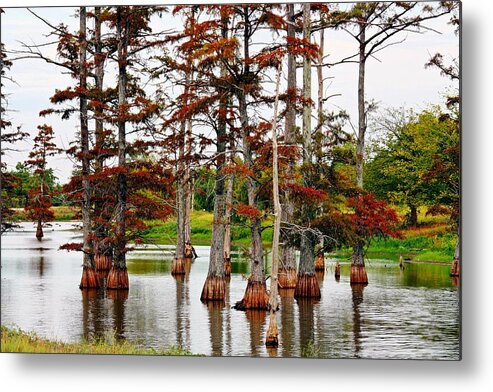 Lake Metal Print featuring the photograph Cypress In Autumn by KayeCee Spain