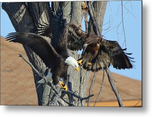 Bald Eagle Metal Print featuring the photograph Dad and Junior with fish by Coby Cooper