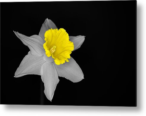Daffodil Metal Print featuring the photograph Daffo the Dilly Isolation by Chris Day