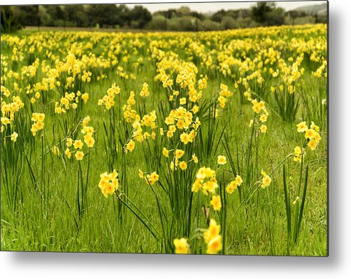 Nature Metal Print featuring the photograph Daffodil Delight by Weir Here And There