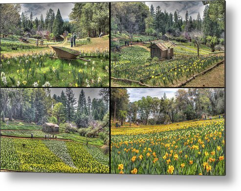 Amador Metal Print featuring the photograph Daffodil Hill Panel 2x2 by SC Heffner