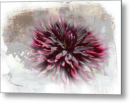 Dahlia Metal Print featuring the mixed media Dahlia Black Jack by Eva Lechner