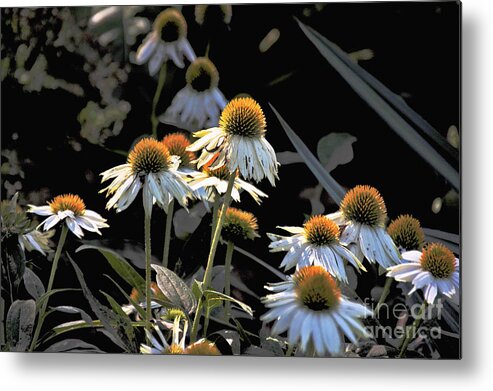  Metal Print featuring the photograph Daisy Near the End by David Frederick