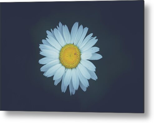 Daisy Metal Print featuring the photograph Daisy by Shane Holsclaw