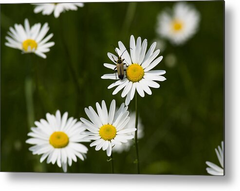  Metal Print featuring the photograph Daisy visitor by Dan Hefle