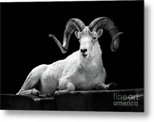 Dall Sheep Metal Print featuring the photograph Dall Sheep by Jarrod Erbe