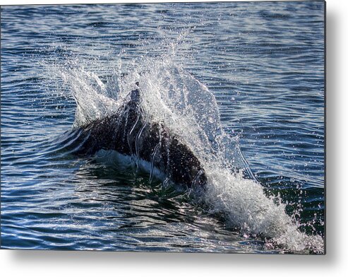 Porpoise Metal Print featuring the photograph Dall's Porpoise by Kristina Rinell