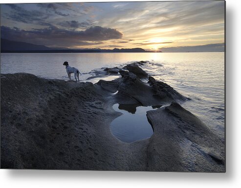 Gulf Islands Metal Print featuring the photograph Dalmation Looking out to Sea by Kevin Oke