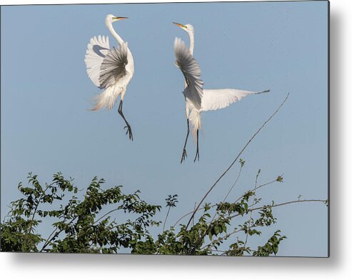 Great Egrets Metal Print featuring the photograph Dancing Egrets 2017-1 by Thomas Young