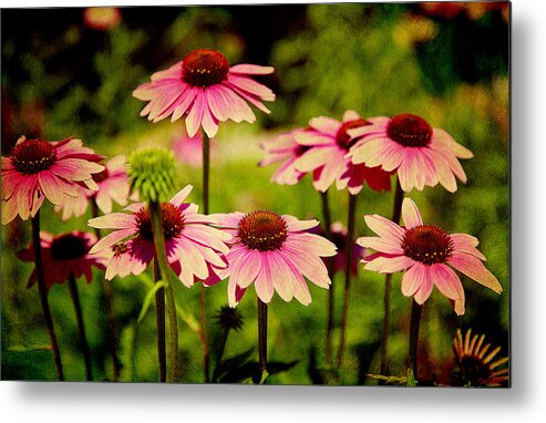 Purple Coneflowers Metal Print featuring the photograph Dancing in the light by Milena Ilieva