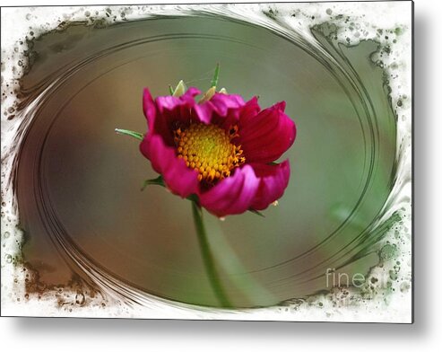 Cosmos Metal Print featuring the photograph Dancing with wind by Yumi Johnson