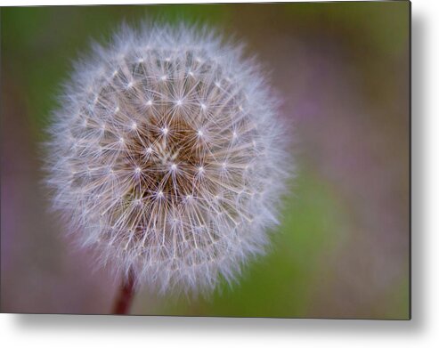 Dandelion Metal Print featuring the photograph Dandelion by April Reppucci