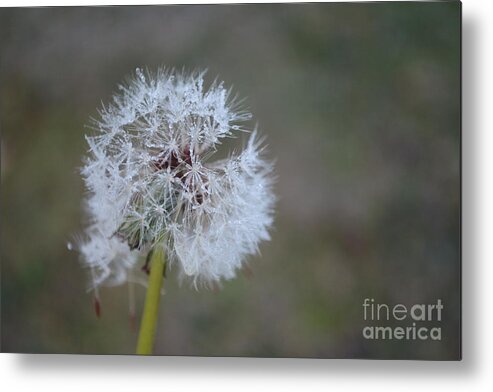 Dandelion Frost Metal Print featuring the photograph Dandelion Frost by Maria Urso