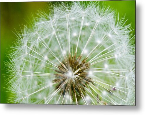 Flower Metal Print featuring the photograph Dandelion Macro by Edward Myers
