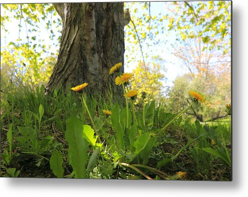 Canada Metal Print featuring the photograph Dandelions and Tree by Gary Corbett