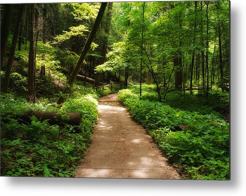 Dappled Forest Magic Metal Print featuring the photograph Dappled Forest Magic by Rachel Cohen