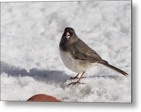 Animal Metal Print featuring the photograph Dark-eyed junco by SAURAVphoto Online Store