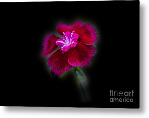 Flower Metal Print featuring the photograph Dark Pink Dianthus by Donna Brown