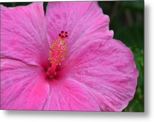 Flower Metal Print featuring the photograph Dark Pink Hibiscus 1 by Amy Fose