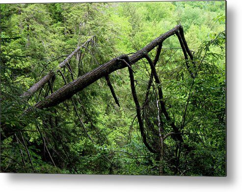 Trees Metal Print featuring the photograph Dark Trees by Christopher Brown