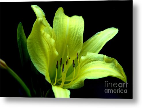 Flower Metal Print featuring the photograph Day Lily At Night by Barbara S Nickerson