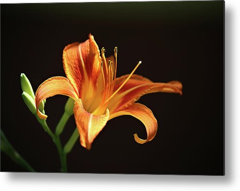 Lilies Metal Print featuring the photograph Day Lily by Theresa Campbell