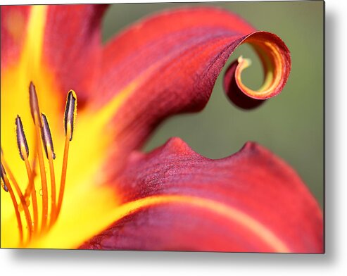 Daylily Curl Metal Print featuring the photograph Daylily Curl by Tammy Pool