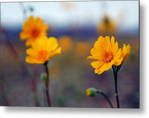 Superbloom 2016 Metal Print featuring the photograph Death Valley Superbloom 300 by Daniel Woodrum
