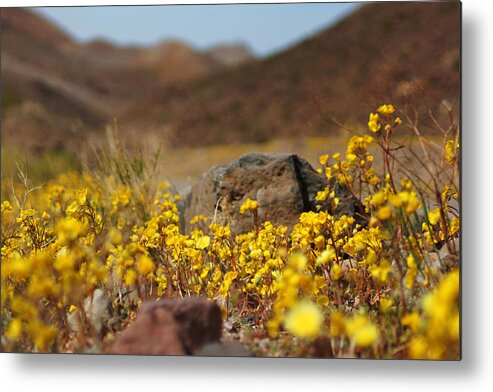 Superbloom 2016 Metal Print featuring the photograph Death Valley Superbloom 408 by Daniel Woodrum
