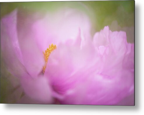 Peony Metal Print featuring the photograph Debutante by Kim Carpentier