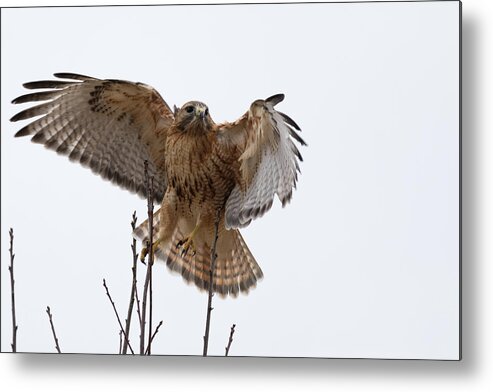 Decisive Moment Westboylston Ma Mass Massachusetts Brian Hale Brianhalephoto Newengland New England Nicitating Membrane Blink Blinking Eye Eyelide Portrait Closeup Close Up Redtail Red-tail Red-shoulder Redshouldered Shouldered Red Tail Shoulder Hybrid Hawk Rare Launching Takeoff Take Off Taking Metal Print featuring the photograph Decisive Moment by Brian Hale