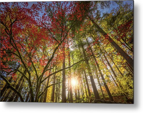 Oregon Metal Print featuring the photograph Decorated by Japanese maple by William Lee