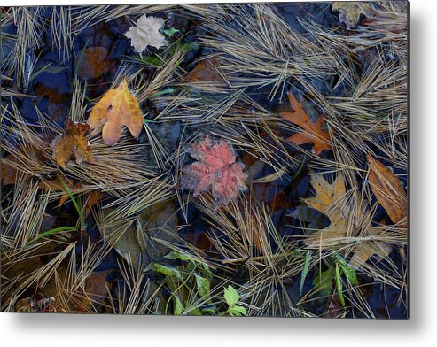 Pond Metal Print featuring the photograph Deep Within by Kathi Mirto