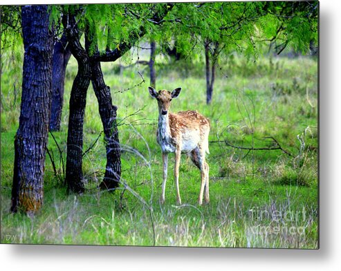 Deer Metal Print featuring the photograph Deer Curiosity by Kathy White