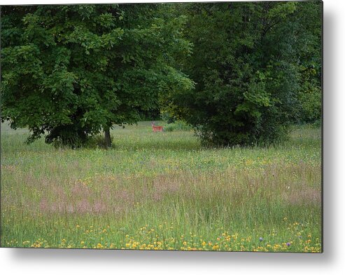 Lise Winne Metal Print featuring the photograph Deer in a Meadow at Dawn by Lise Winne