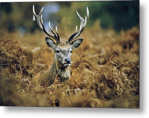 Wildlife Metal Print featuring the photograph Deer Rests in Bracken by Steve Somerville