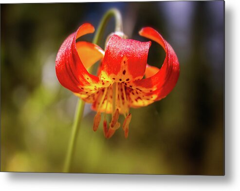 Lilium Metal Print featuring the photograph Delicate Beauty by Marnie Patchett