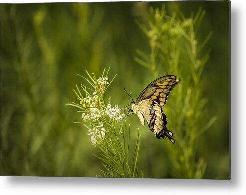 Fine Art America Metal Print featuring the photograph Delicate Beauty by Scott Bean