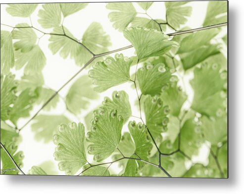 Leaves Metal Print featuring the photograph Delicate Fern Leaves by Sandra Foster