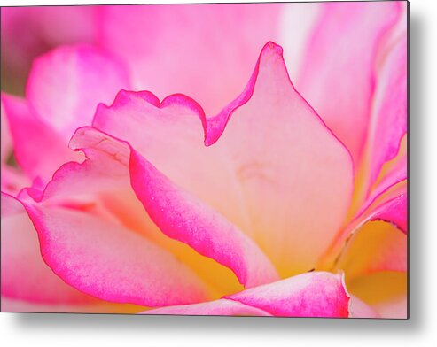 Valentine Metal Print featuring the photograph Delicate Pink and White Rose by Teri Virbickis